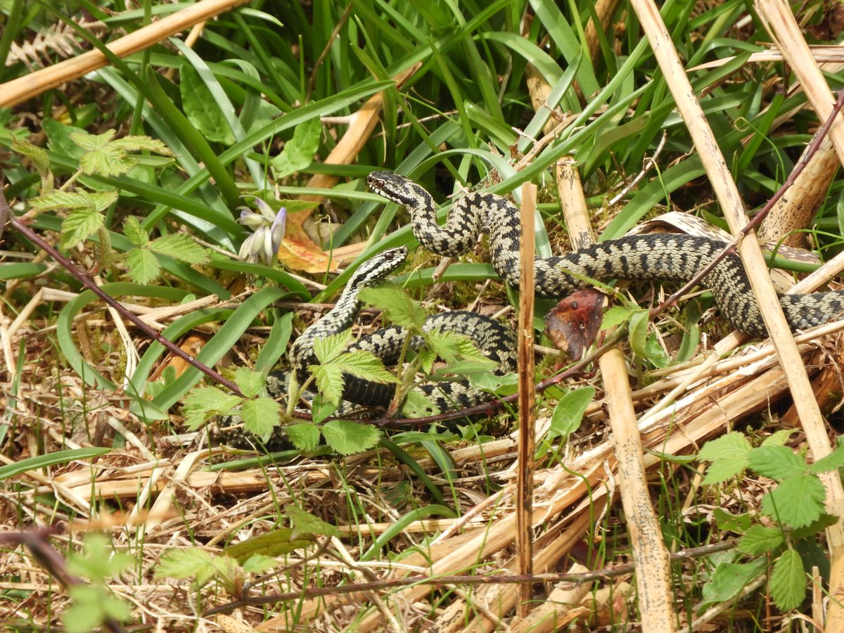 Two males sizing each other up but no fight @ARC_Bytes @ARGroupsUK