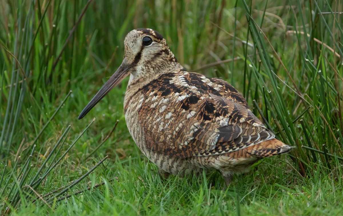 Great to see this Woodcock at the roadside on the Durham Moors last night. It had three quite well grown young hiding nearby.
