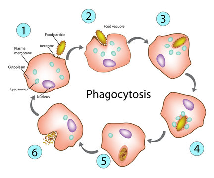 دلچسپ سائنسی حقائق 

آپ کا دماغ مسلسل خود کو کھا رہا ہےاس عمل کو phagocytosis کہا جاتا ہے جہاں خلیے چھوٹے خلیات یا مالیکیولز کونظام سےہٹانےکے لیے ان کو لپیٹ کر استعمال کرتے ہیں
Phagocytosis نقصان دہ نہیں ہے، لیکن اصل میں آپ کےGrey matter a tissue
کو محفوظ رکھنے میں مدد کرتا ہے