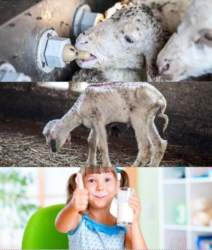 The real price of #sheepmilk & #sheepcheese 💔