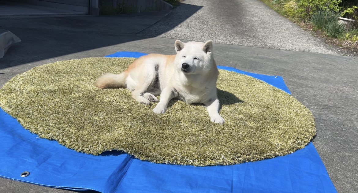 丸一日お片付け頑張ってとろけた寝顔見せてくれる柴犬あいたん