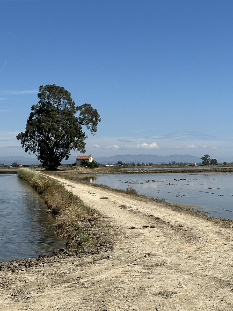 I have just passed through the rice fields of the Ebro Delta. 😘💚💙