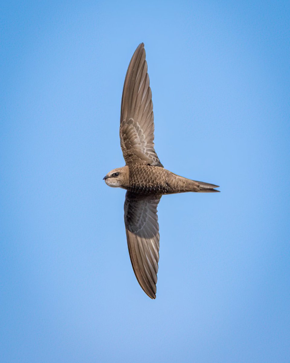 The swifts are back, the skylarks are singing and there's even been a bit of sunshine 🌞 What spring wildlife have you seen this long weekend?