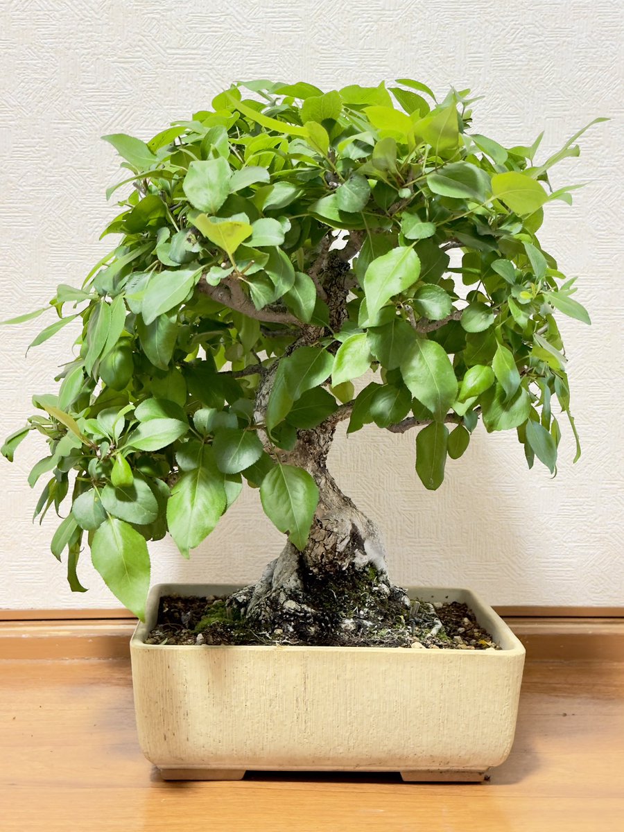 Hiraku_bonsai tweet picture