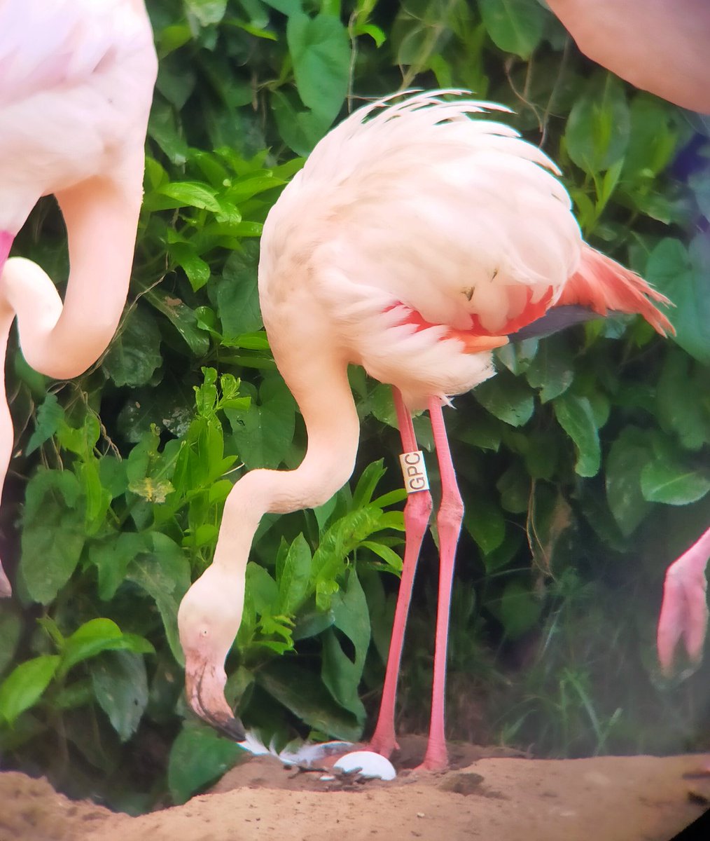 Gertrude (GPC) who will be 70 this spring has laid an egg for the first time at Pensthorpe! On average in the wild flamingos live for 30-40 years, but the oldest greater flamingo recorded ever was at least 83 years old! #greaterflamingo #flamingo #pink #birds #spring