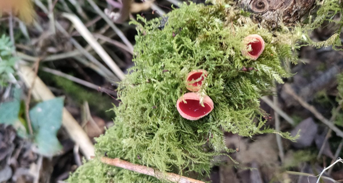 It's ok to preach the virtues of a native species that does wonderful things. I'd like to see more epiphytic species as it would mean we have healthier forests. 

But here they are tiny & simply the play things of pet dogs unfortunately.

Incidentally, I do have a nice…