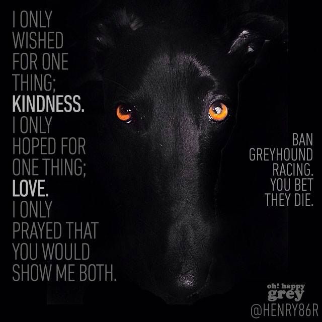 #BanGreyhoundRacing #UnboundTheGreyhound #CutTheChase #AnimalAbuse
I want to be loved
Stop abusing us
We are #not bets
We are not profits
We are living beings
We breathe, like to play like you do humans
Treat us like #pets