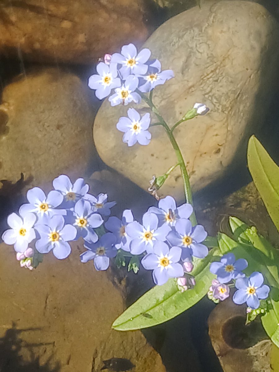 Pond forget me knot in full glory now and the newts love it too.. win win #GardeningTwitter