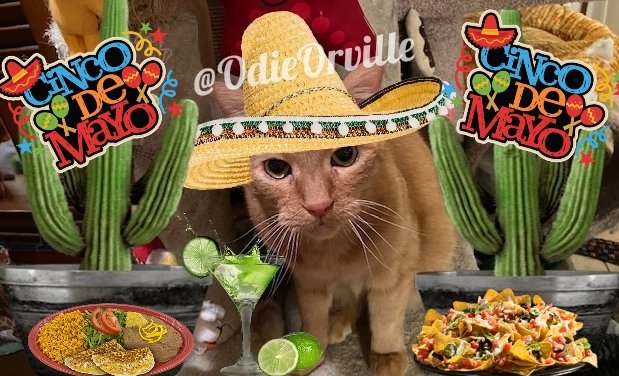 Happy Cinco De Mayo, friends! Have a fabulously festive day!