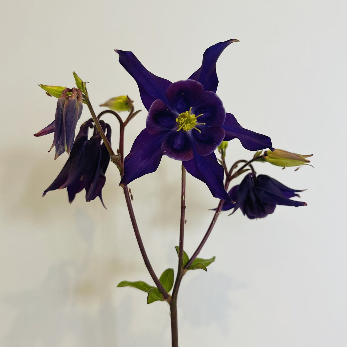 Today’s Aquilegia from @FarmerGracy 💫 #SundayMorning #GardeningTwitter