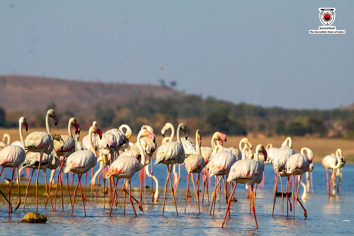 Experience the mesmerizing allure of Banswara as graceful flamingos paint the skies with their elegance. Let the enchanting sight of these majestic birds in Banswara steal your heart and leave you in awe of nature's beauty. 📸 : @kansara_photo (Instagram) (1/3)