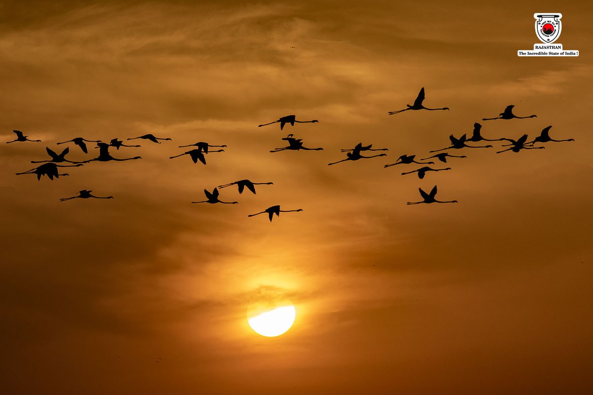 #flamingos #birds #banswara #wildlife #travelrajasthan #explorerajasthan #rajasthantourism #rajasthan

(3/3)