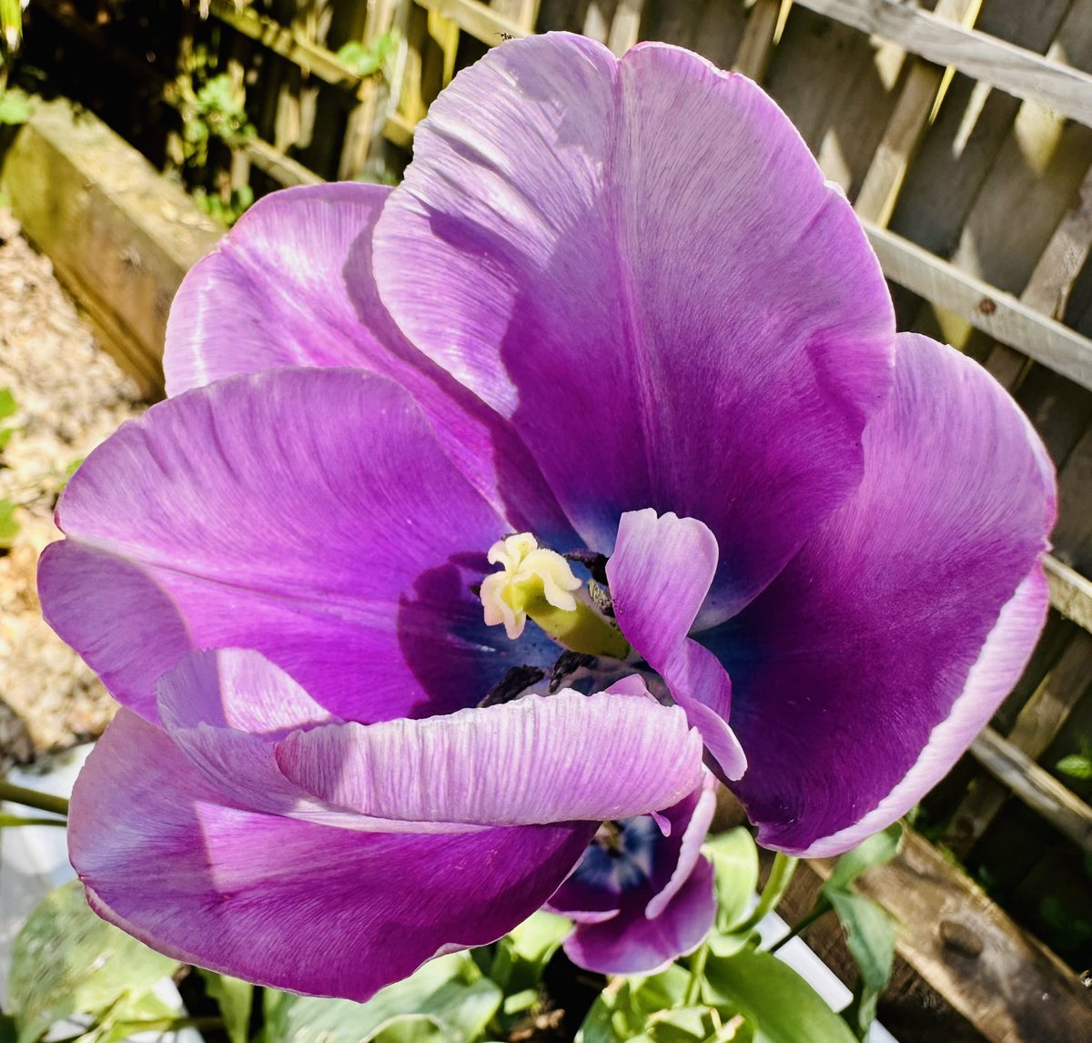 Basking! #tulip #flowers