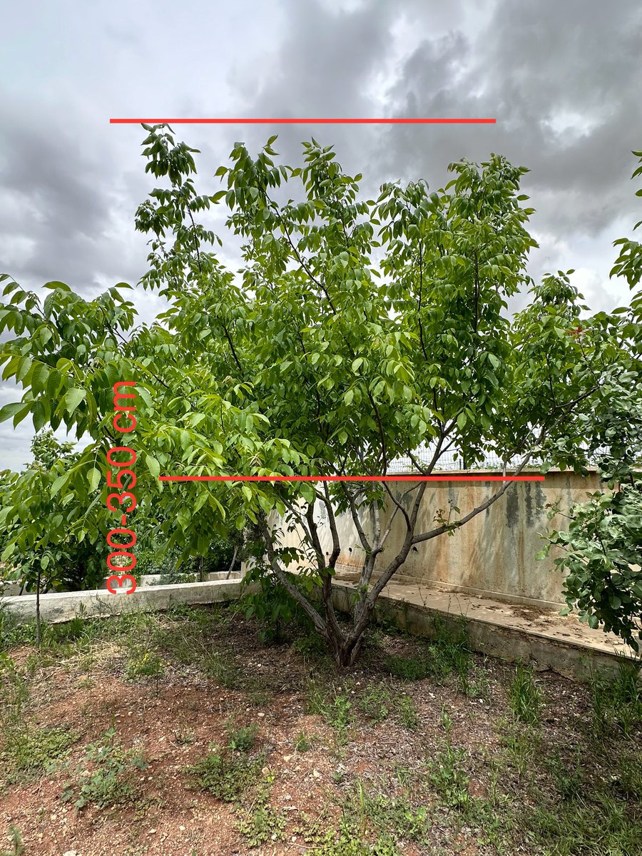 mtahayanmaz's tweet photo. İnşaat bitim aşamasından bu zamana kadar yaklaşık 3-3.5 mt çalışan bir diğer ceviz ağacımız, bununda diğerleri gibi kuruyup öleceğini söyleyen birçok insan ve özellikle ZİRAAT mühendisi vardı :)++ https://t.co/c0MN7X7lK1
