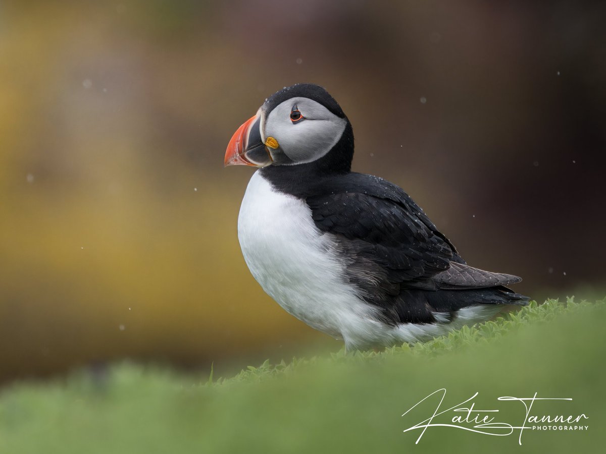 Even in the dreary weather, the puffin and the landscapes beauty still shines through ❤️

@skokholm_island @skomer_island @rspb @rspbengland @rspbcymru @wtwales @wildlifetrustsww @photoshop @lightroom @topazlabs @shimodadesign @btobirds