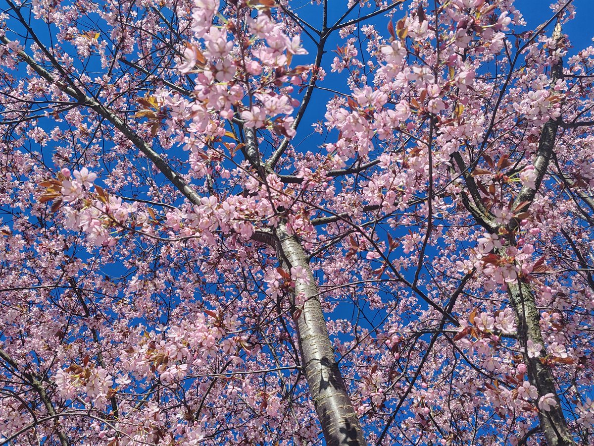 Eilen vähän, tänään enemmän.
#kevät #spring #hanami #finland4seasons #cherrytrees