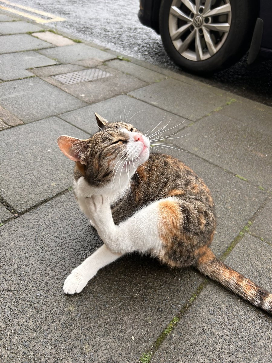 Smudge’s beautiful sister Frodo rules Wigtown now.