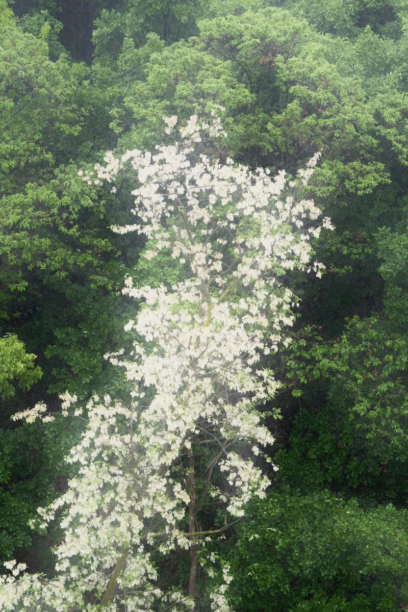 비가 장맛비처럼 내리는중에 아카시아 나무가 빛난다