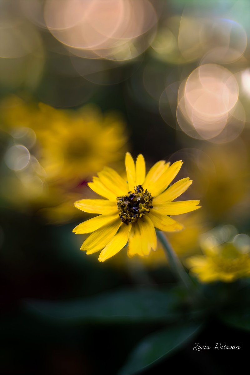 17.31 Sunday
.
#DailyPhoto #Photography  #Flowers #Nature #PhotoOfTheDay #Bokeh #Flowerphotography #Photo