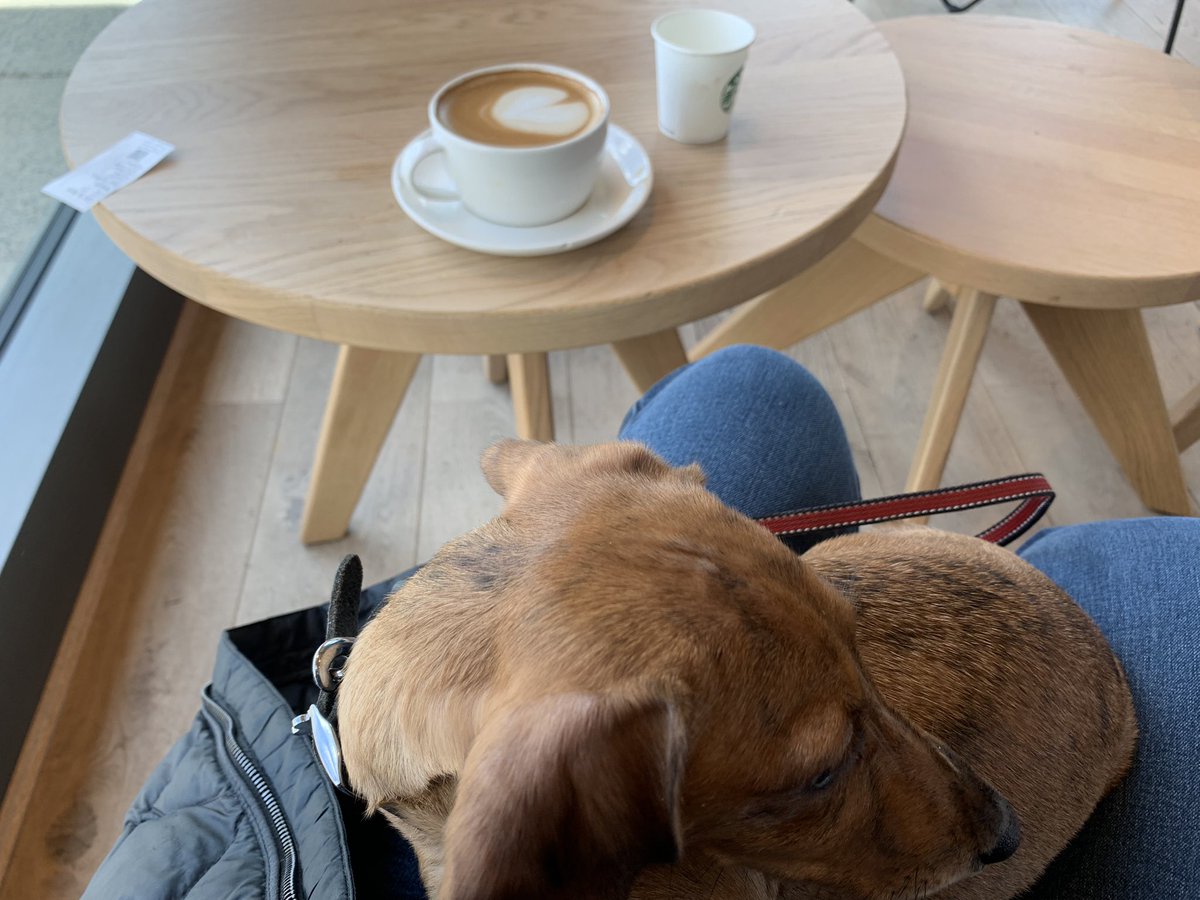 So Margo has been to see grandma with me this morning and is now @StarbucksUK at Watervole Way #Doncaster and has loved her first puppaccino. She was a very good girl. Even fell asleep on my knee ❤️ #Margo