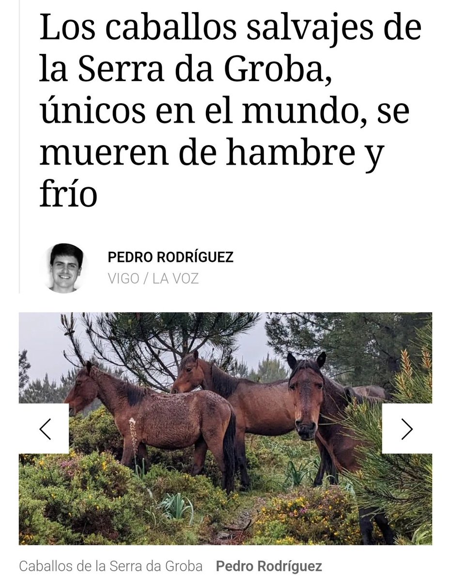 A #eucaliptización está a acabar con todo
A @Xunta debe protexer o cabalo salvaxe.
Para cando @AlfonsoRuedaGal 
Onde está a protección de estos animáis?
PROTECCIÓN ESPECIAL XA!
@AnimalesGob @mapagob
#SerradaGroba
lavozdegalicia.es/noticia/somosa…
