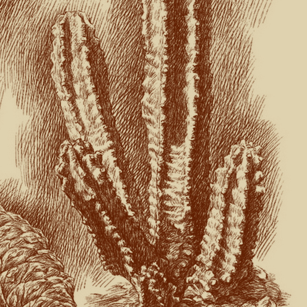 Another glimpse into my botanical sketchbook with this pen sketch of a prickly beauty.
#AfshinAminiArt #PenSketch #BotanicalSketch #Cactus #Art #Sketchbook #BotanicalIllustration #NatureDrawing #BotanicalArt #CactusLove #CactusArt #DesertVibes