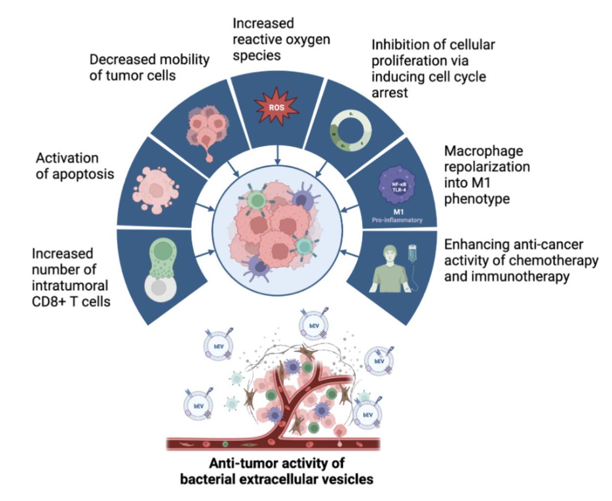 Excited to share our latest review on bacterial extracellular vesicles and their potential for tailored cancer therapies! Grateful for my first paper with @DionysiosWatson’s amazing mentorship!

paijournal.com/index.php/paij…