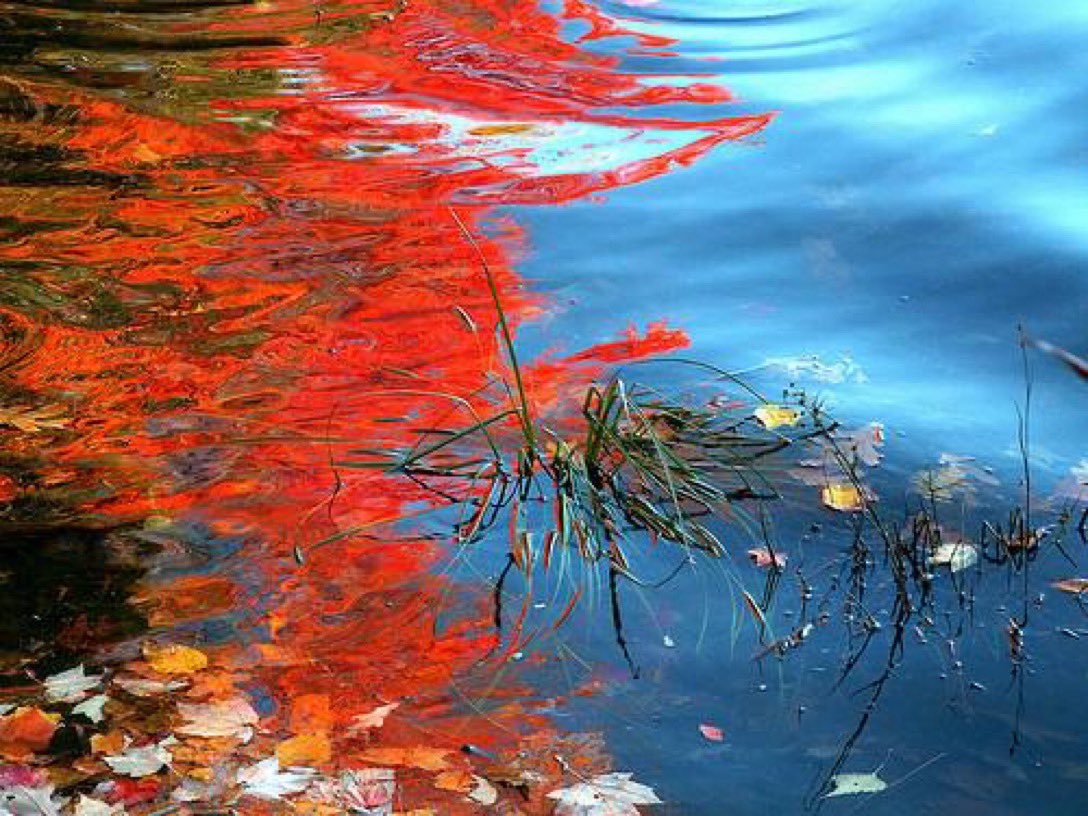 #NaTankaMo (teacher) autumn leaves falling… silently they find their place nature our teacher~