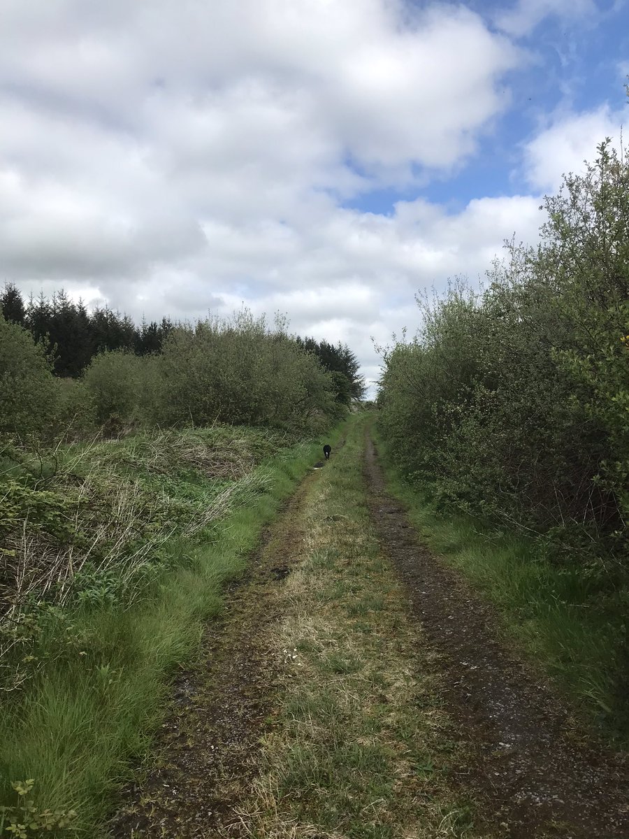 A walk through the Bog this morning.