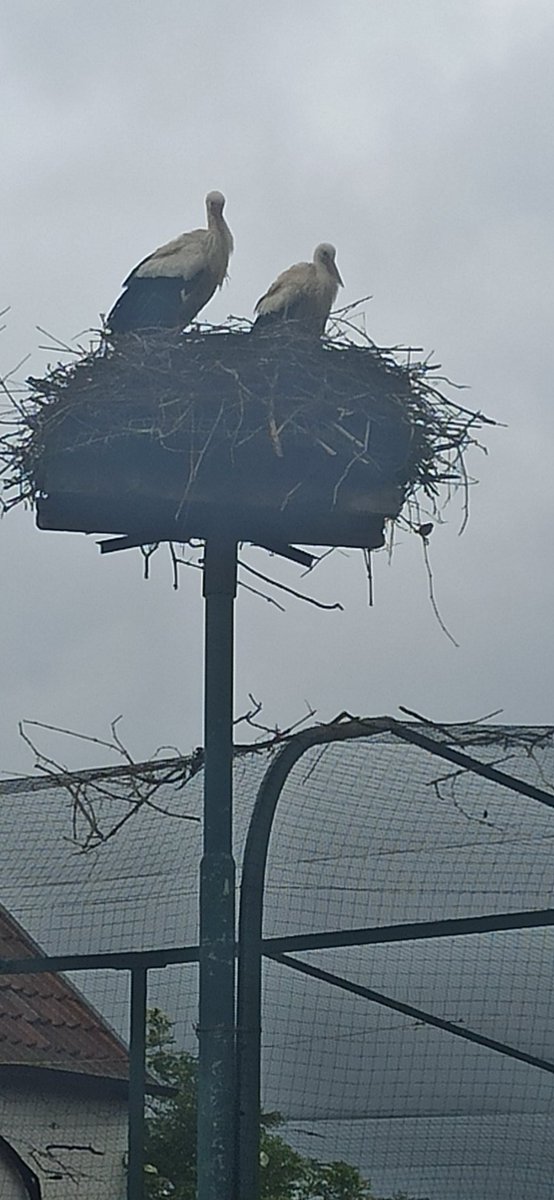 Heute im Storchendorf Bornheim/Pfalz ☺️ 

Schönen Nachmittag ihr Lieben ,
und nicht vergessen!!!

Make love not War ✌🏼🕊️