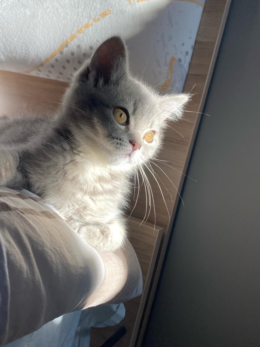 Meiirmak's tweet photo. Luna🪽 https://t.co/96Bpyf9xAY