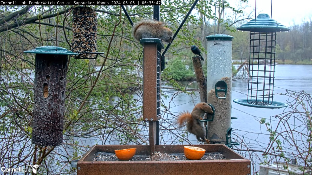 06:35, 5/5 One squirrel showing another 'how it's done'...#cornellfeeders