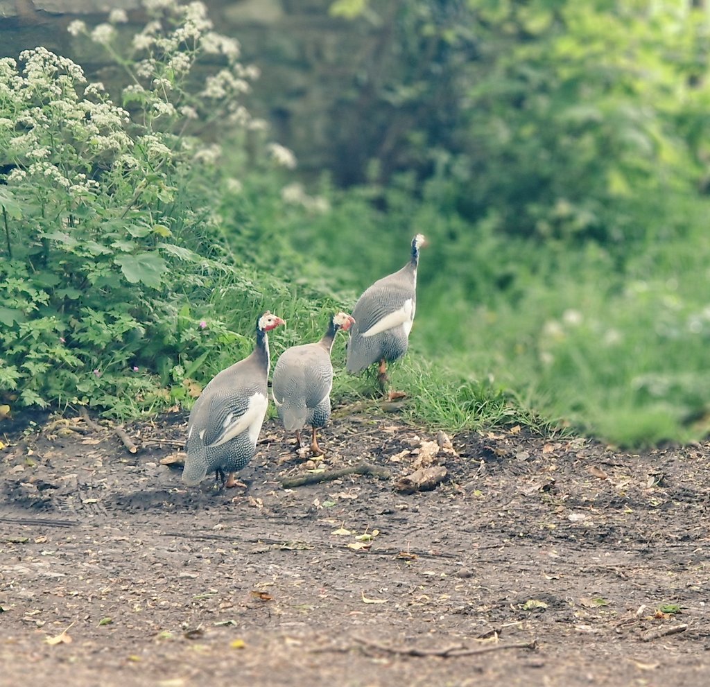 @WriterHannahBT Not quite #FirstBirdOfMyDay  but saw these on our walk.