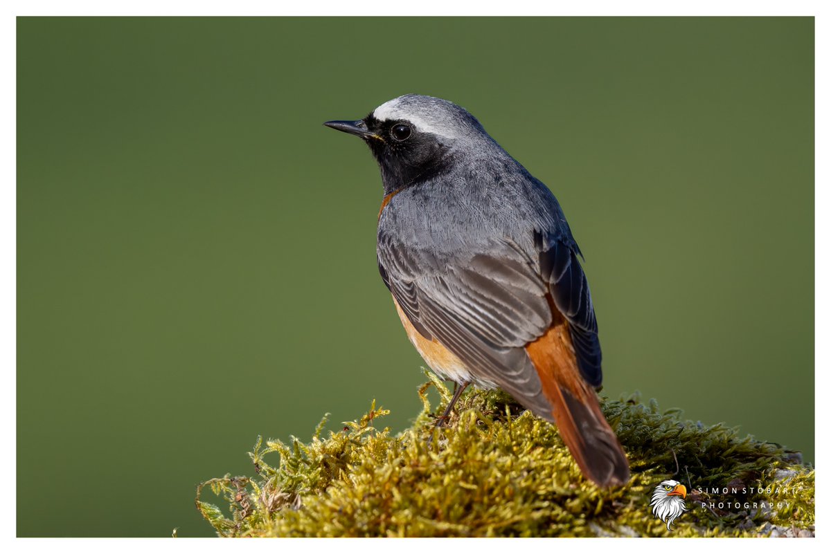 Male Redstart on the Durham Moors. 
@teesbirds1
@teeswildlife
@DurhamBirdClub
@Natures_Voice
@NatureUK
@WildlifeMag
@BBCSpringwatch
@NTBirdClub
@CanonUKandIE
#naturephotographyday #birds #wildlifephotography