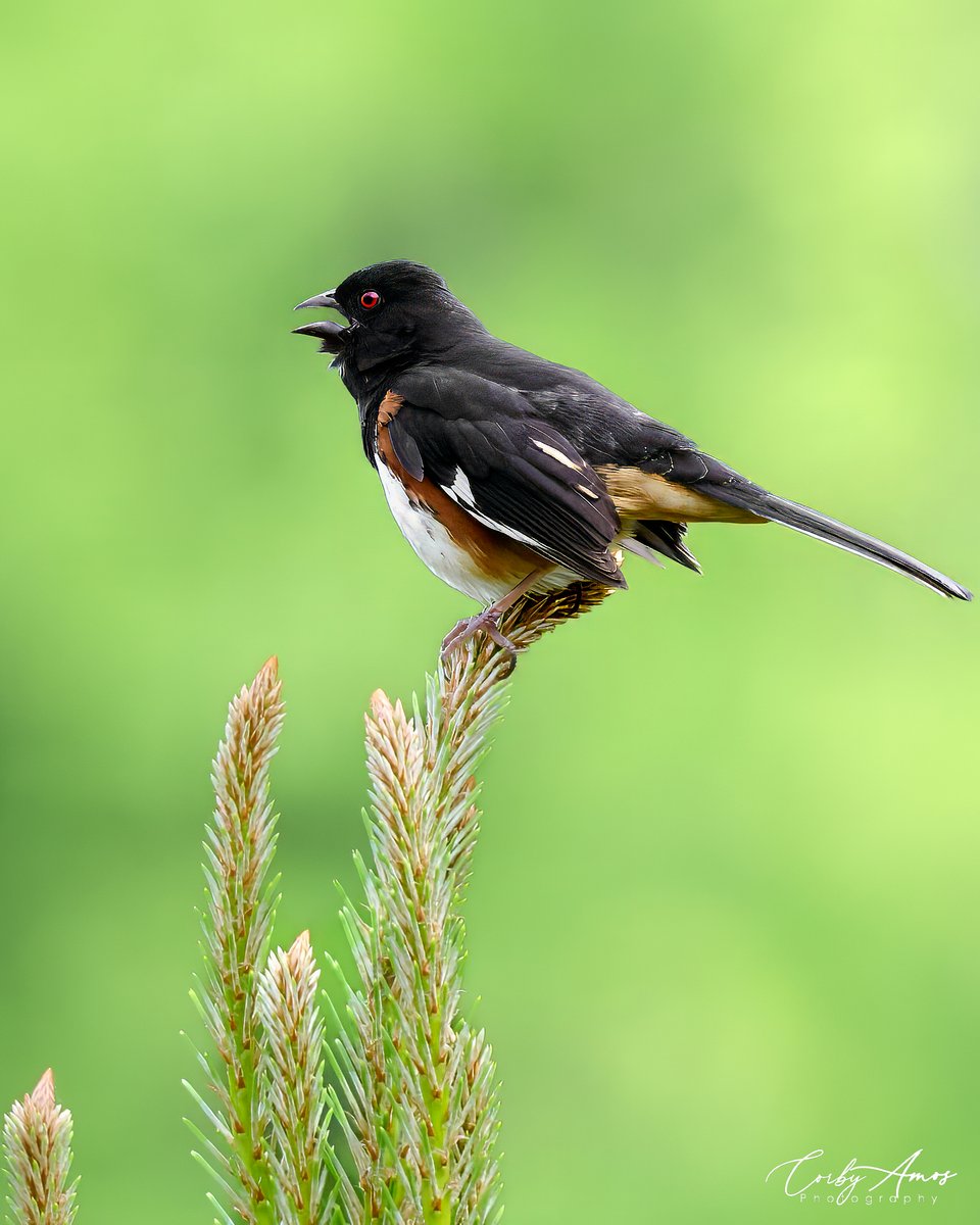 Eastern Towhee . ko-fi.com/corbyamos . linktr.ee/corbyamos . #birdphotography #birdwatching #BirdTwitter #twitterbirds #birdpics #BirdsofTwitter