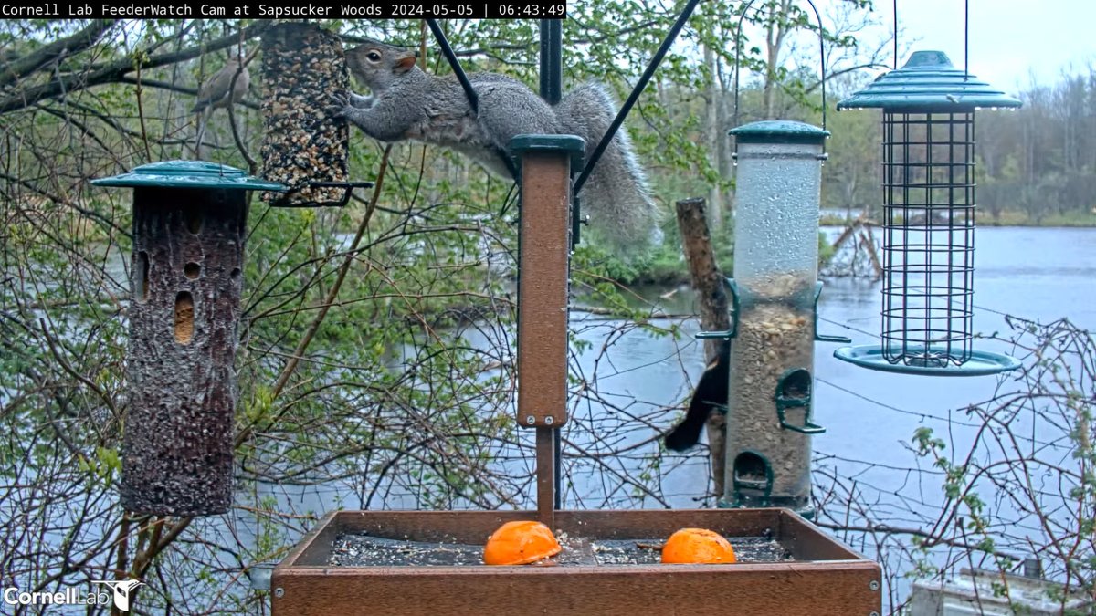 06:43, 5/5 Gray squirrel gets in on the stretch action #cornellfeeders