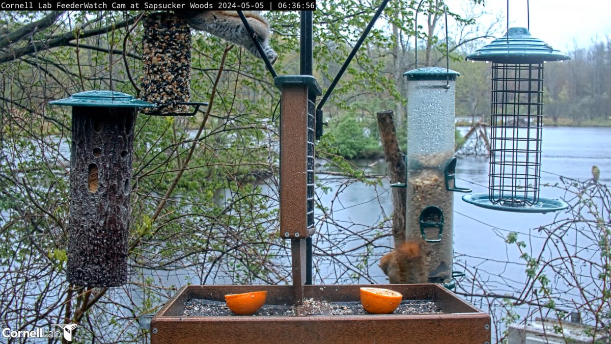 06:36, 5/5 Or....you can do the stretch instead! #cornellfeeders