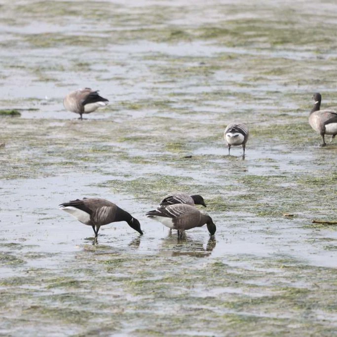 For those who haven't yet seen our appearance on the Essex Birdwatching Society's @EssexBirdNews YouTube channel, here is the link. We highly recommend all their podcasts and videos. They're just the right amount of facts& fun! youtube.com/watch?v=utT5vL… @EssexCountyON @TNubnews