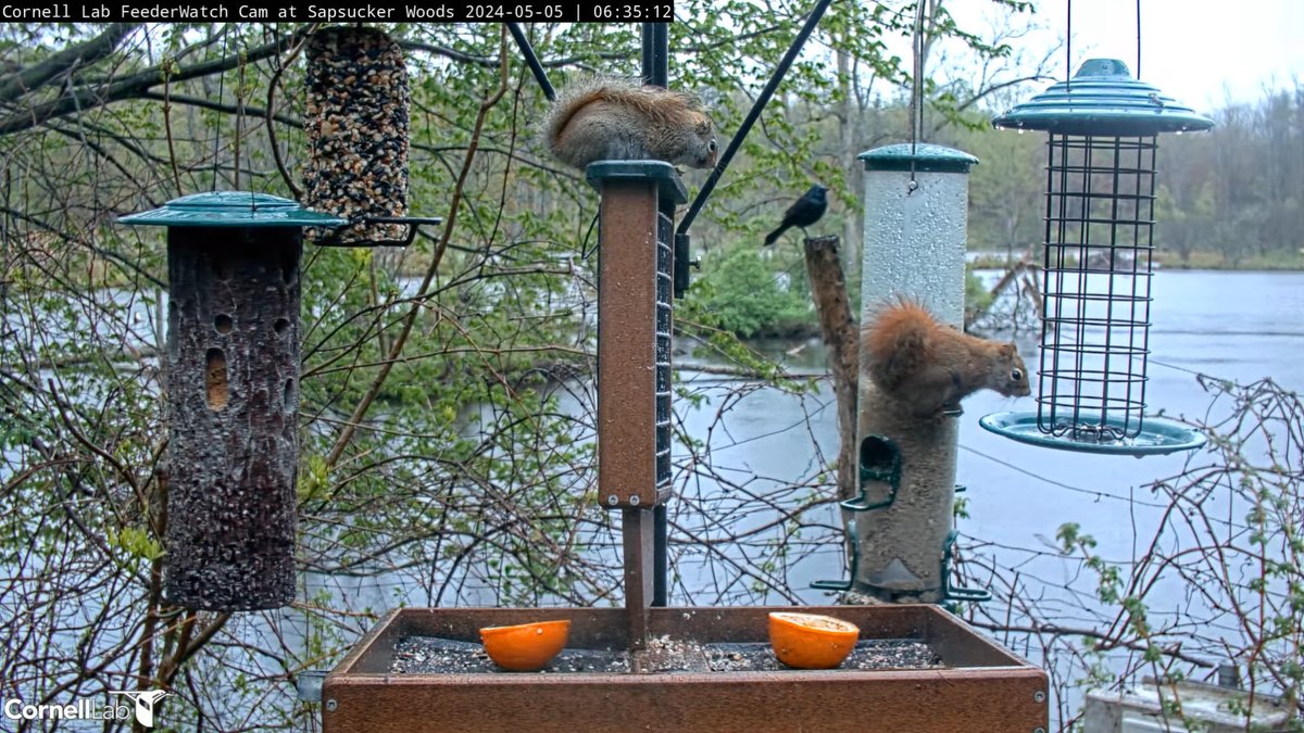 06:35, 5/5 Group photo.....Squirrels and Common Grackle #cornellfeeders