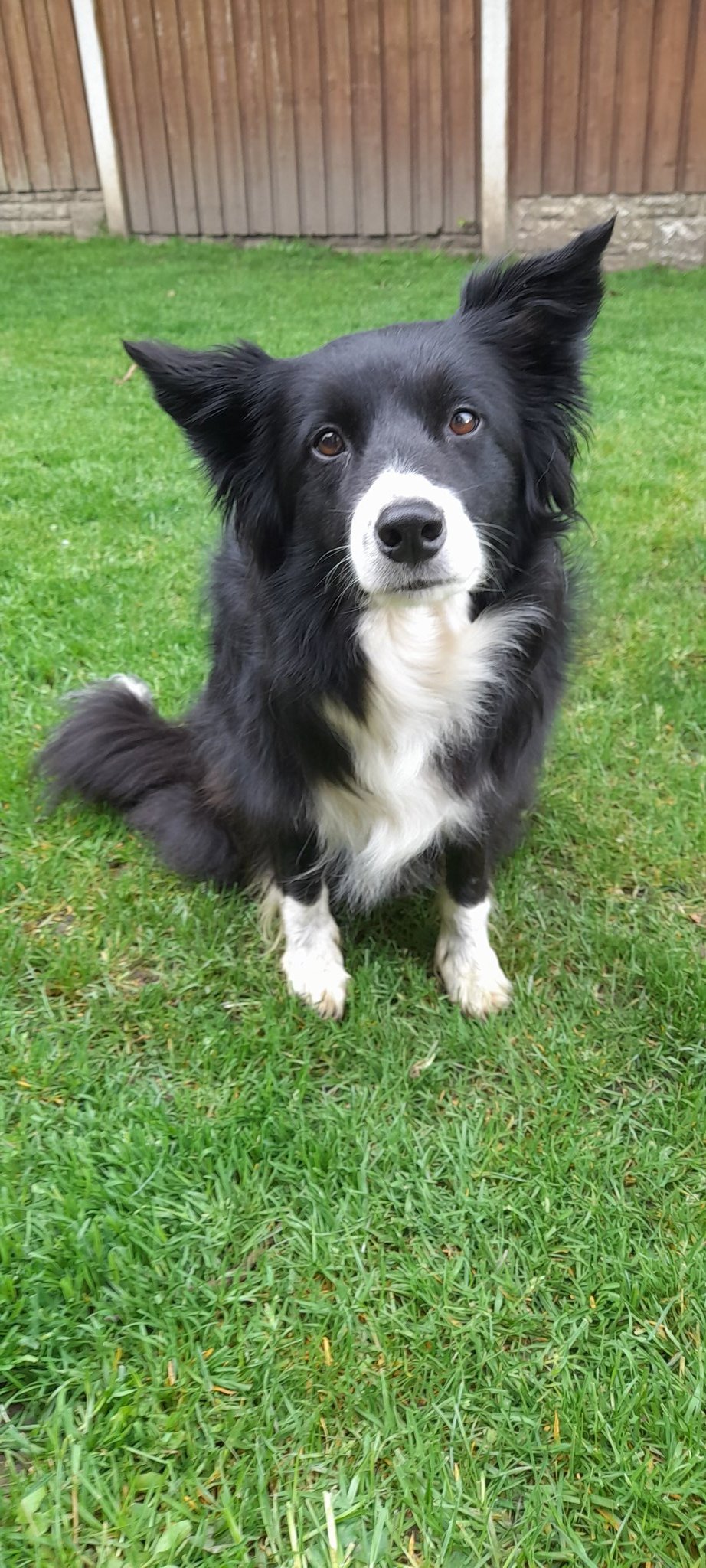 CollieBoots CollieBoots X