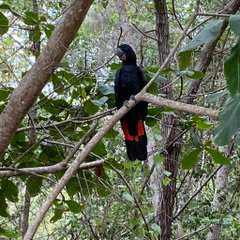 LodgeTony's tweet photo. #Trinitybeach There is a sheltered corner at the southern end. Weekdays is the best time to cast a line. Wind under 15 knots is the best time. It is close to amenities. Often visited by black cockatoo's. Health and healing. Pics by TL and Ok #BeachfishingNorthQld https://t.co/u1EB3GCvnv