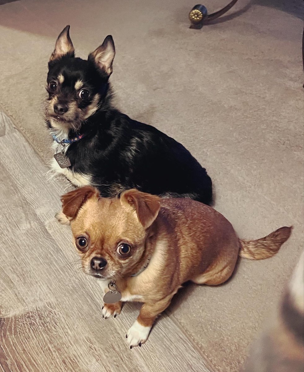 Heading into the #week like …

(Two patient, eager little #pups thinking I’ll drop some #food. 😅 I didn’t.)

#hudson #henryj #dogs #dogsofinstagram #dogslife #dogsofinsta #dogstagram #dogsoftwitter