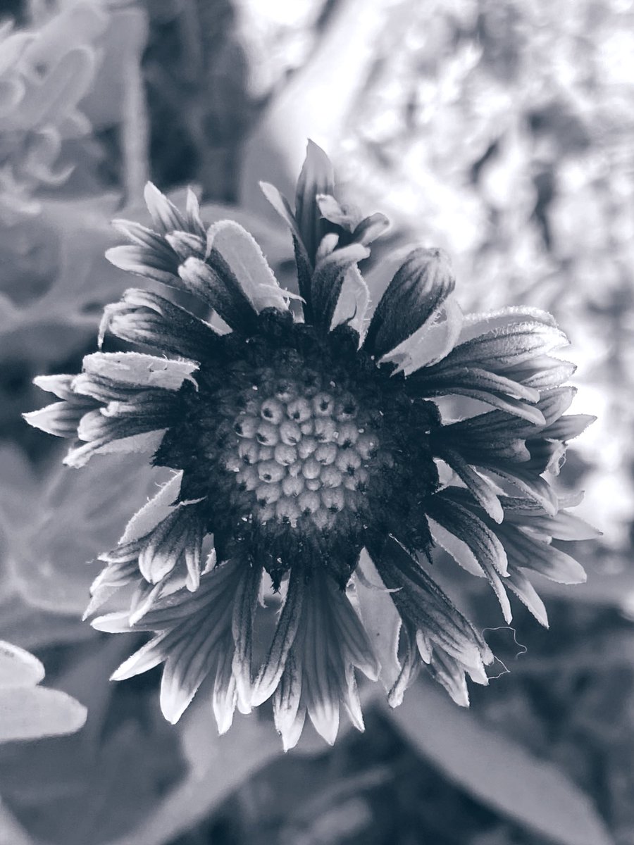 Ok 1 last one for #AlphabetChallenge #WeekT T is for Tiny Flowers in #BlackandWhite 🖤🤍 #Flowers #FlowersonSunday #blackandwhitephoto #FlowersOfX #FlowersOnX