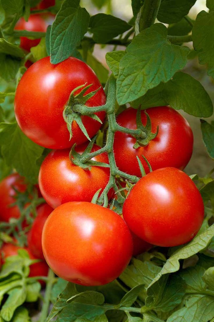 🍅 #Gardening #Tomatoes 🍅 Tomato Sweetener: Sprinkle baking soda around tomato plants to decrease soil acidity, resulting in sweeter tomatoes 🍅 #BLT #TomatoSauce