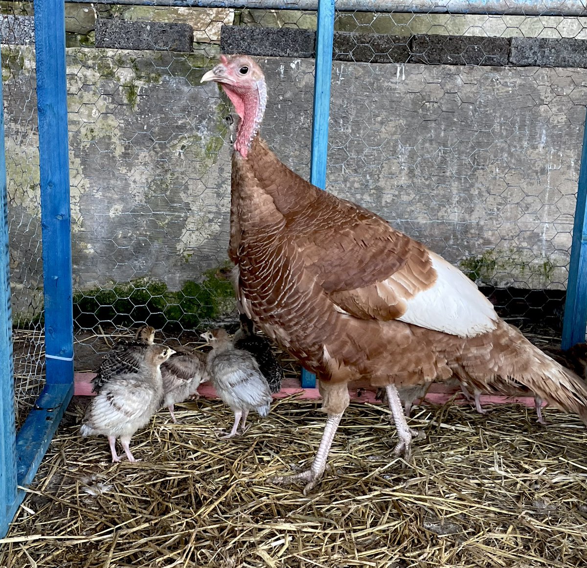 Our turkey chicks are about 3 weeks old and have grown, sprouting little feathers on the wings. Still amazed at all the different colours! Once they are big enough not to be taken by jawdaws and rooks they can be free range #turkeys #goodmums #farming #isleofman