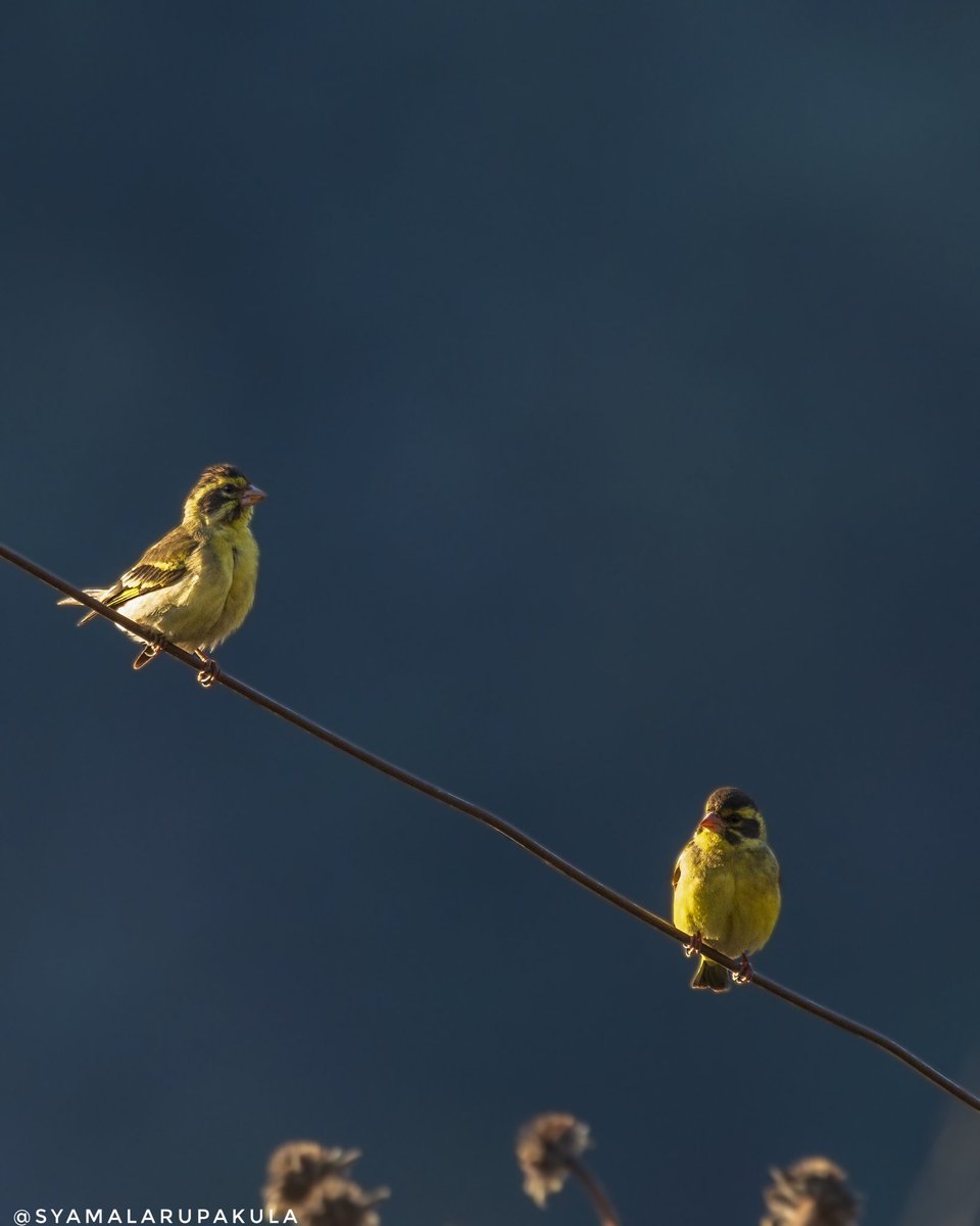 #indiaves #ThePhotoHour #BirdsOfTwitter #TwitterNatureCommunity #wildplanet #wildlife #BBCWildlifePOTD  #BirdsSeenIn2024 #NatureIn_Focus #birdtwitter #birds #natgeoindia Yellow-breasted Greenfinch