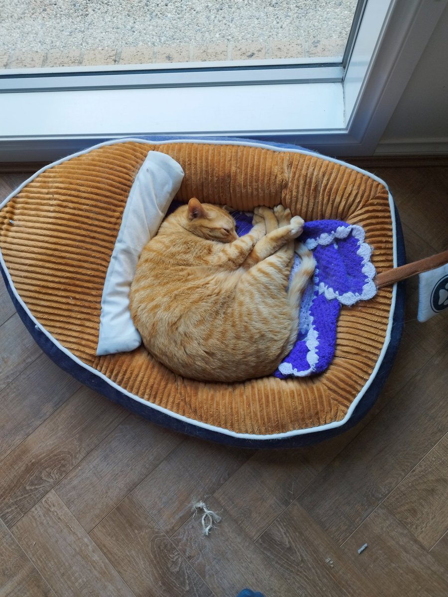 Garfield had the right idea about Mondays 🧡Cooper