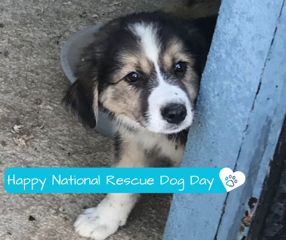 Happy #NationalRescueDogDay!

#dogsoftwitter #dogsofx #dogs