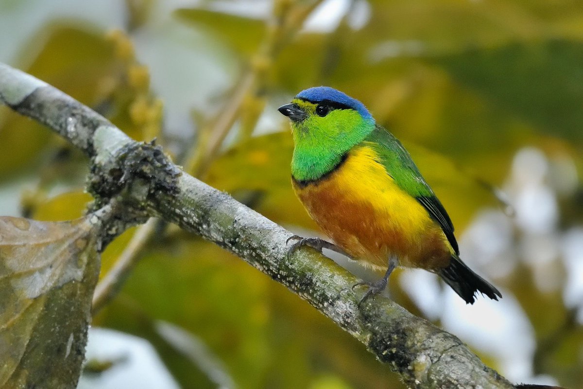 🦜 Entre cantos, coloridos plumajes y aleteos, Colombia, #ElPaísDeLaBelleza 🇨🇴, ocupó una vez más el 1er lugar en el Global Big Day, con más de 1550 especies de aves fotografiadas. ¡Una evidencia más de la rica biodiversidad que nos habita! 🦚🪶