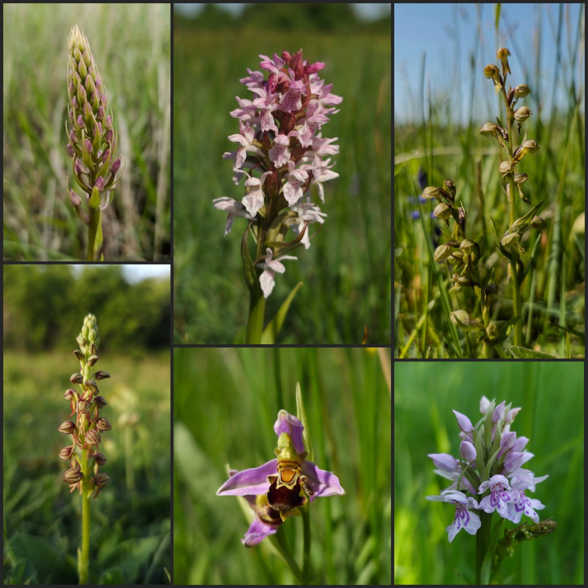 Last week's Cambridgeshire orchids for #WildFlowerHour...
Emerging Chalk Fragrant, Early Marsh, Frogs, Common Spotted, Bee and Man.
@BSBIbotany @ukorchids @wildflower_hour